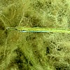 Pipefish